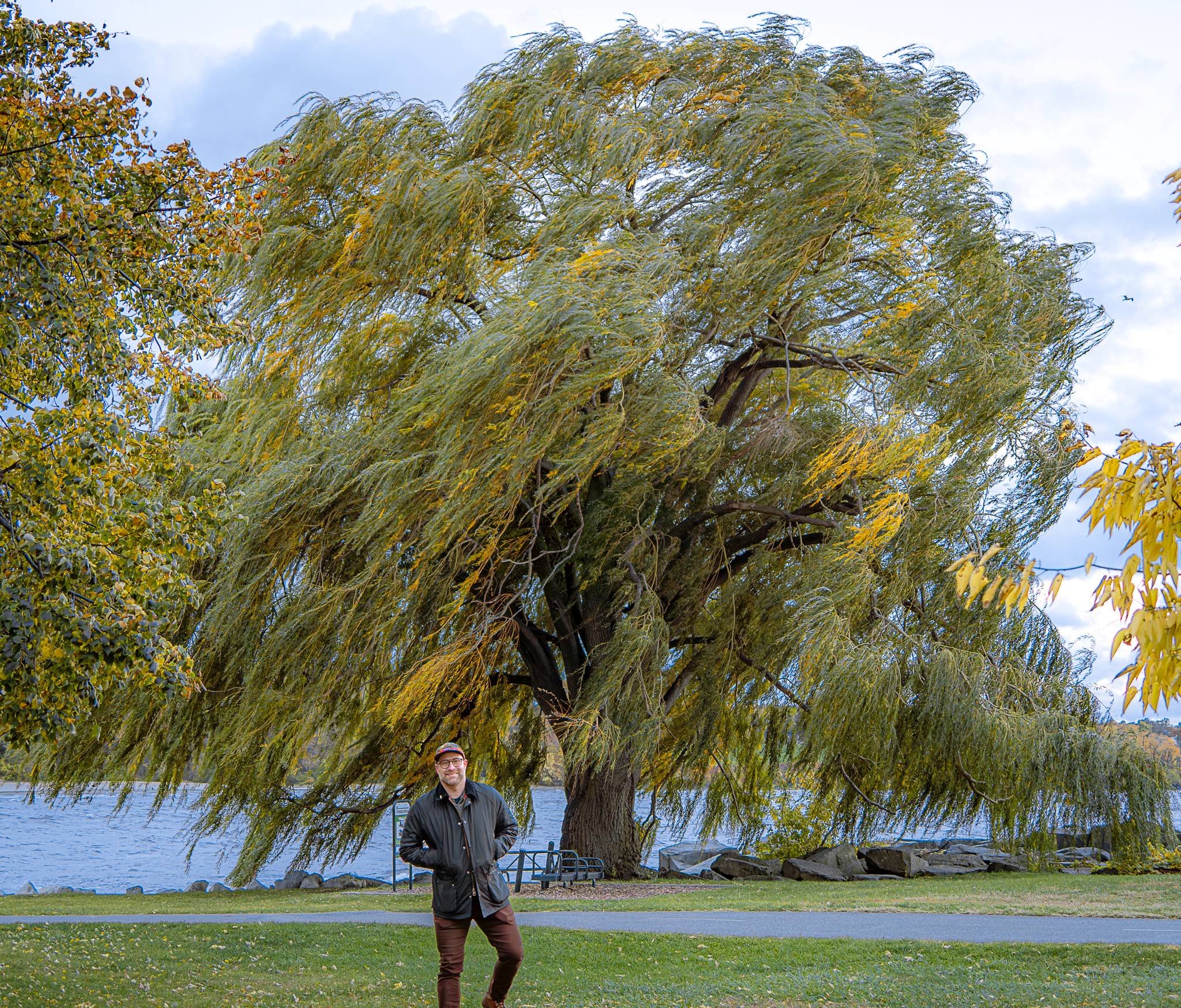 How a willow tree on the coast of Lake Erie changed my life and
